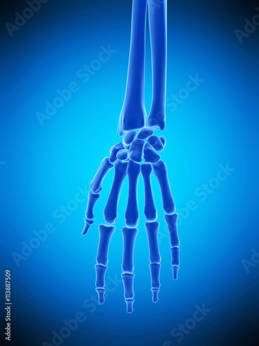 medically accurate illustration of the skeletal hand photo