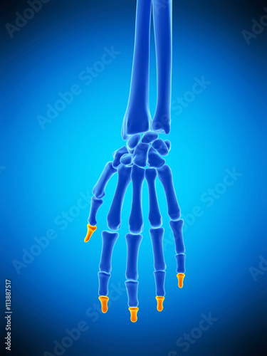 medically accurate illustration of the distal phalanges bones photo
