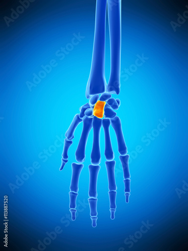 medically accurate illustration of the capitale bone photo