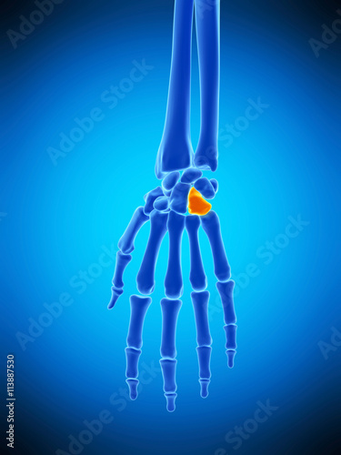 medically accurate illustration of the hamate bone photo