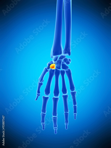medically accurate illustration of the trapezoid bone photo