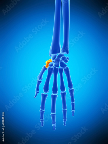 medically accurate illustration of the trapezium bone photo