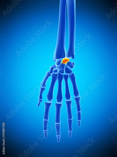 medically accurate  illustration of the lunate bone photo