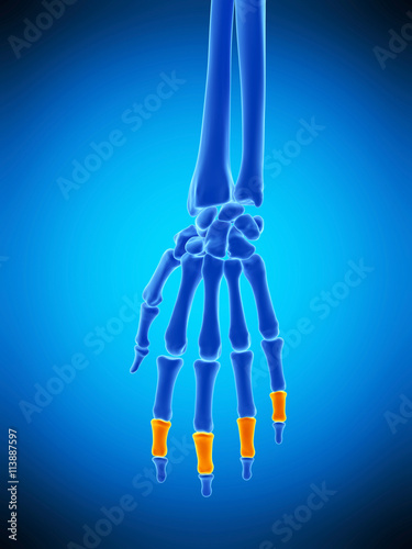 medically accurate illustration of the middle phalanges bones photo