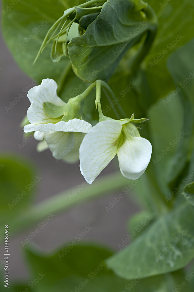 Blooming white flowers plant peas. Blooming white flowers plant peas.