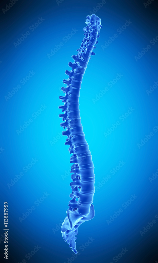 Obraz premium medically accurate illustration of the human spine