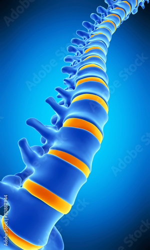 medically accurate illustration of the human spine