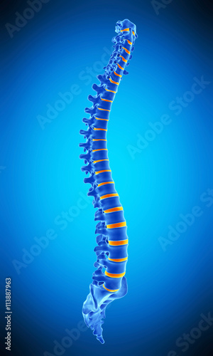 medically accurate illustration of the human spine