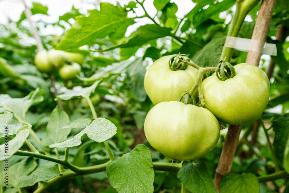 Ripe tomatoes grown in greenhouses