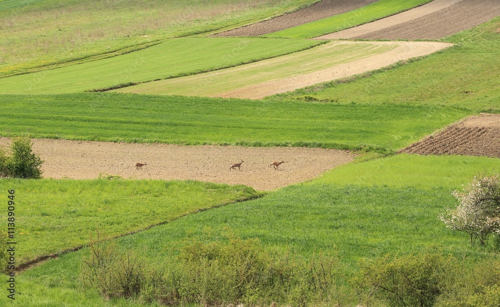 Green fields.