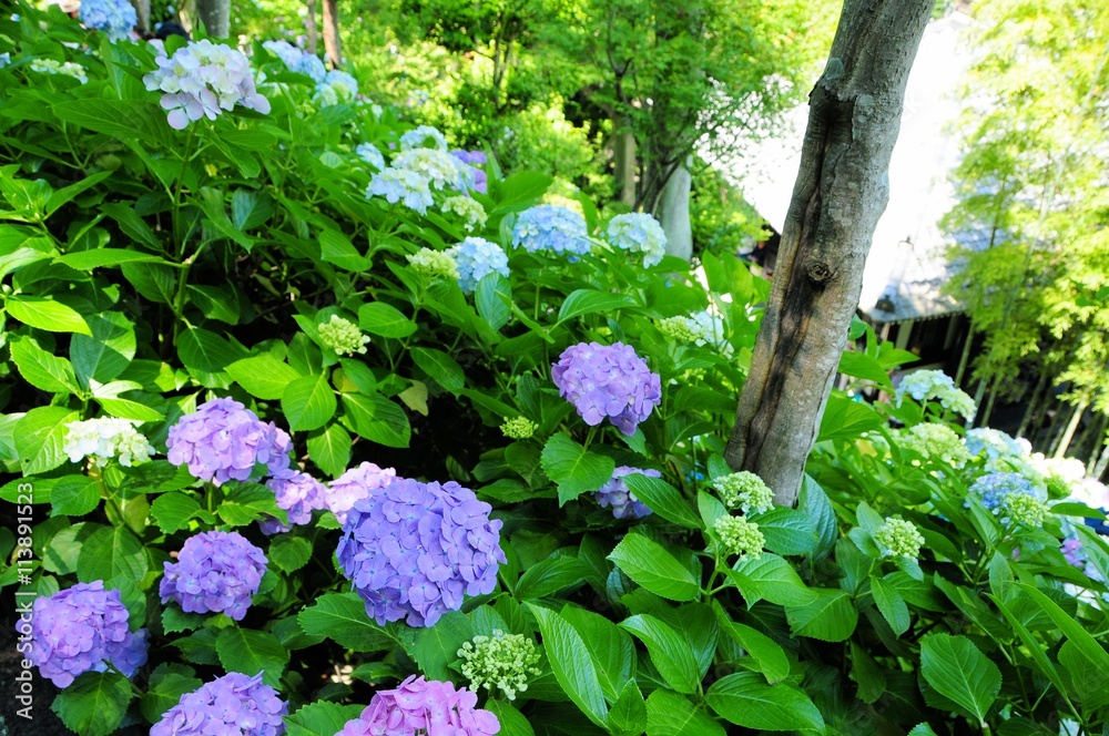 Fototapeta premium 鎌倉あじさい
