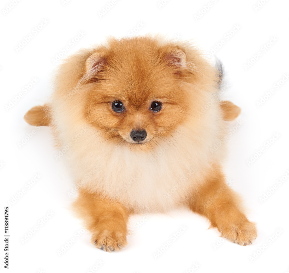 Pomeranian on white