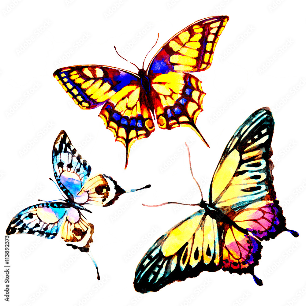 butterflies design