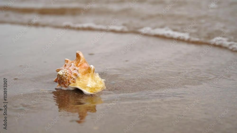 Seashell on the sand beach and waves in sunrise Seashell on the sand beach and waves in sunrise