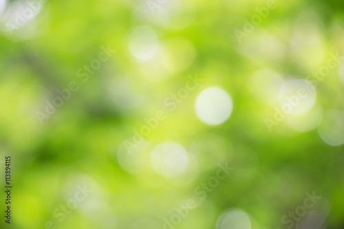 Green bokeh tree and light  blur style  Abstract background