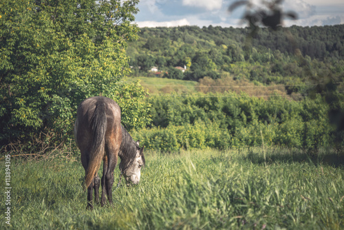 Horse on the green meadow horizontal photo