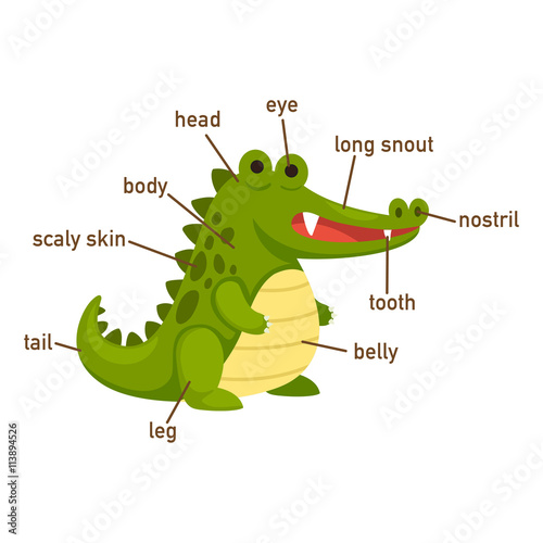 Illustration of crocodile vocabulary part of body