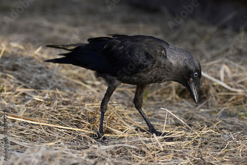 Dohle (Corvus monedula), sammelt Nistmaterial  photo