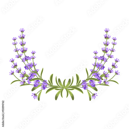 Lavender bunch. Vector floral frame