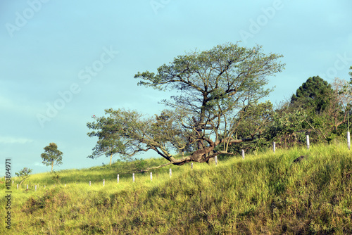 Tree on the hill with fence  to sunset