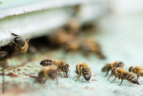 closeup of Bee carries pollen and nectar to the hive, Shallow do