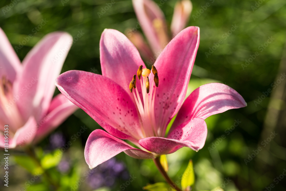 pink  lily flower in garden