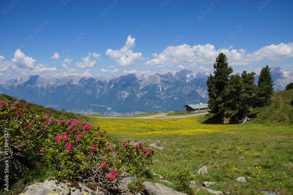 Alpenrosen im Tiroler Mittelgebirge