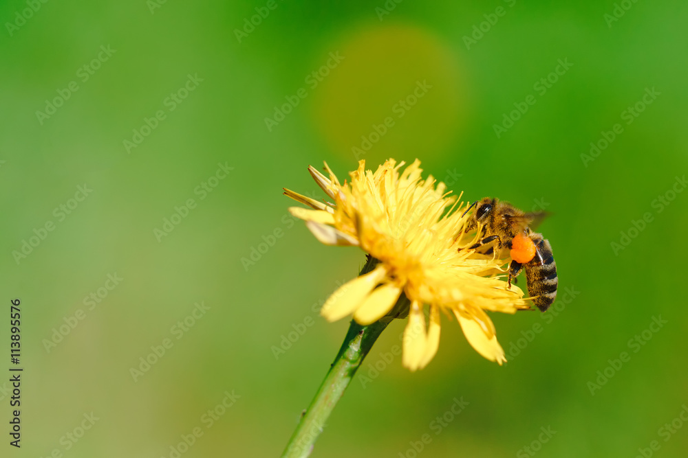 Honey bee collecting nectar from dandelion flower Honey bee collecting nectar from dandelion flower