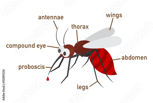 Illustration of mosquito vocabulary part of body