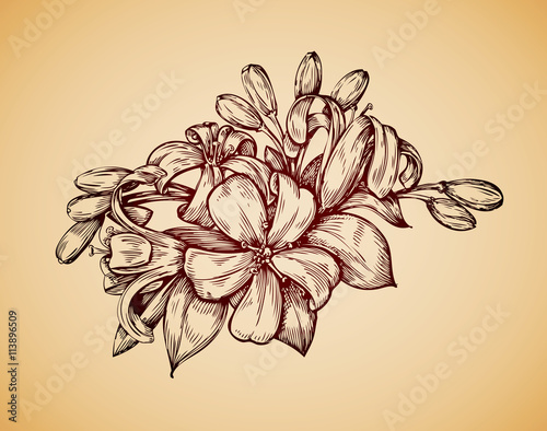 Vintage flower. Hand drawn retro sketch jasmine. Vector illustration
