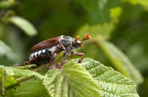 Foto Maikäfer (Melolontha melolontha) Männchen