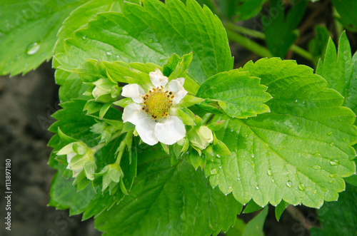 bloom strawberry flowers with dew on green leaves in the garden.