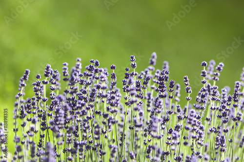 Lavendelblüten