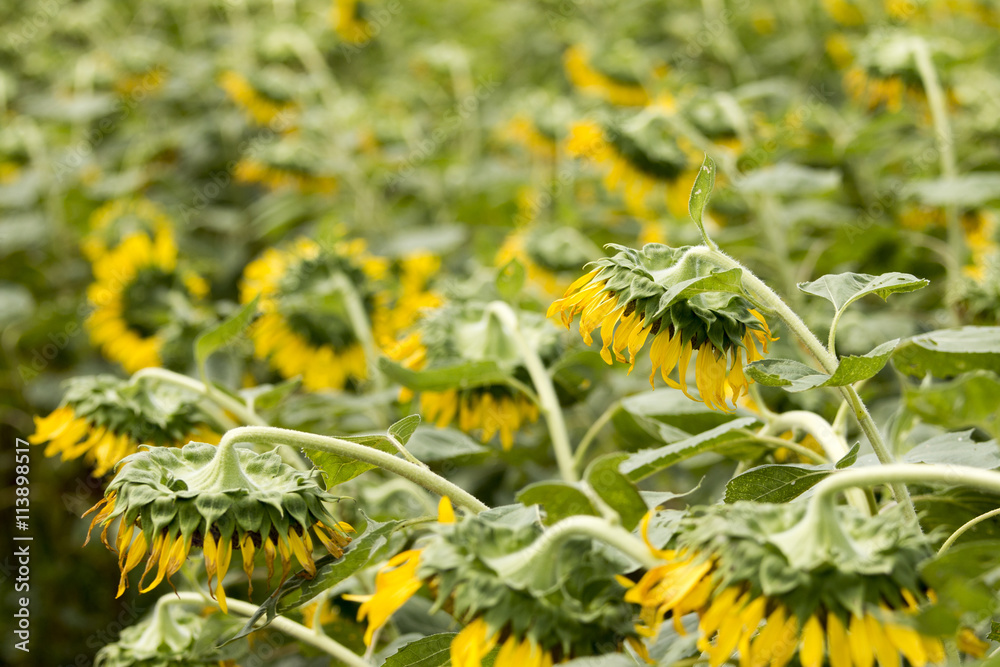 sunflower on field sunflower on field