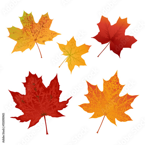 Autumn colored maple leaves set