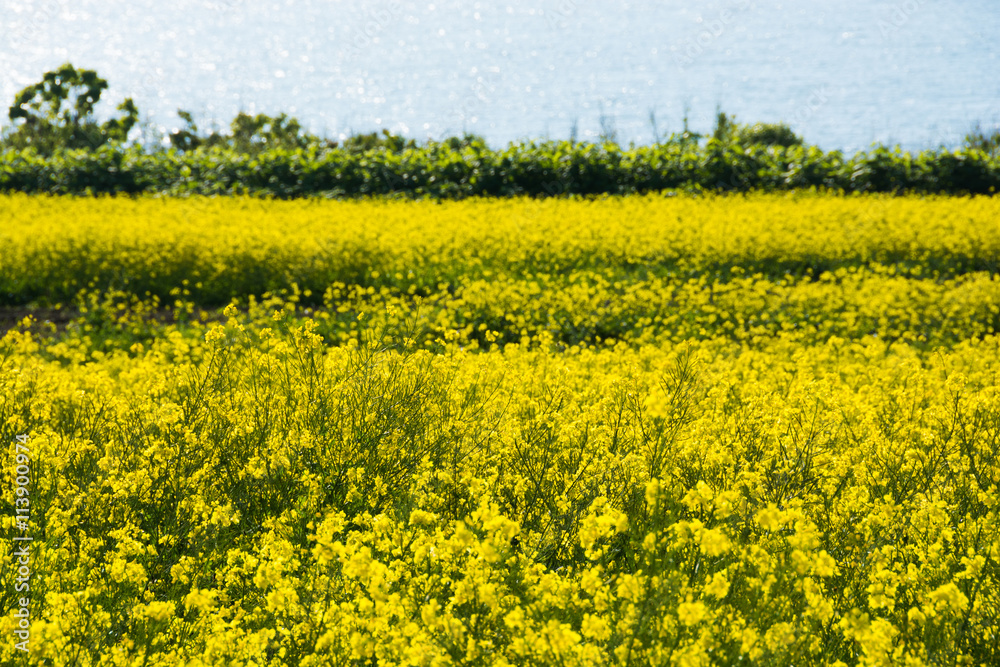 菜の花畑と日本海