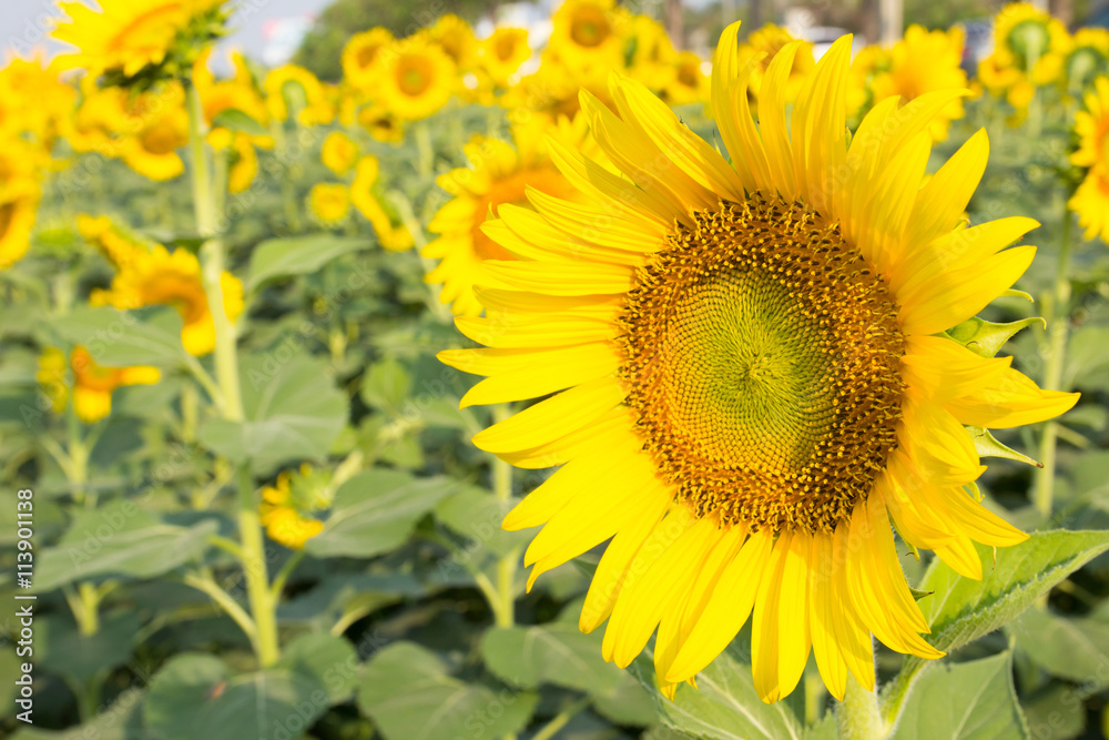 Beautiful yellow sunflower field