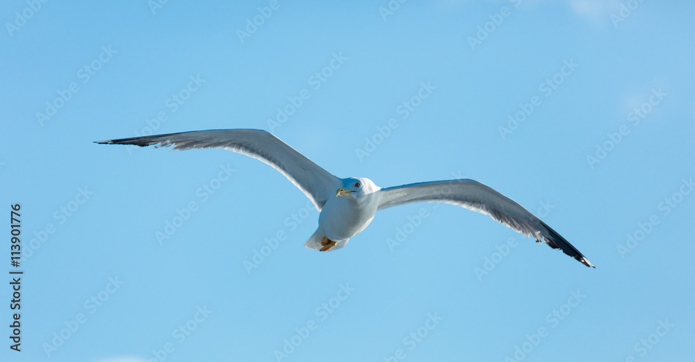 photo of the gull photo of the gull
