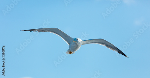 photo of the gull