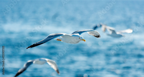photo of the gulls