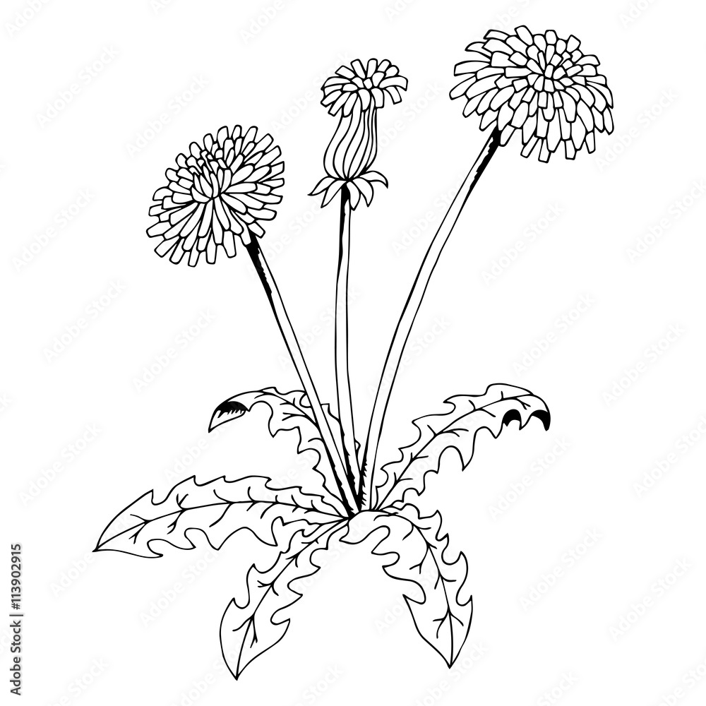 Fototapeta premium Taraxacum dandelion flower graphic art black white isolated illustration vector