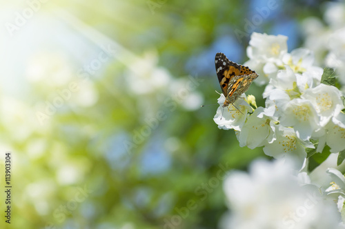 Summer background with blooming jasmine and butterfly