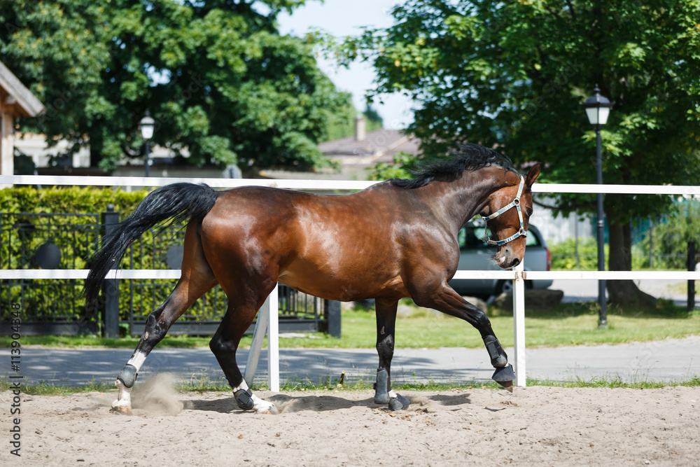 Obraz premium The horse runs gallop