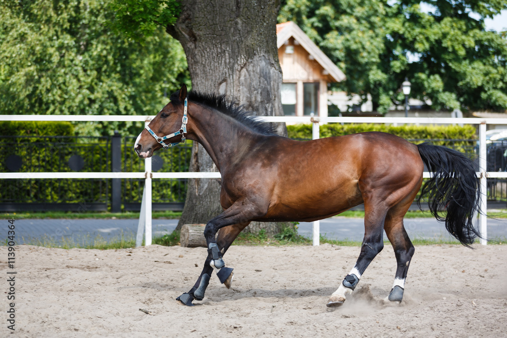The horse runs gallop The horse runs gallop