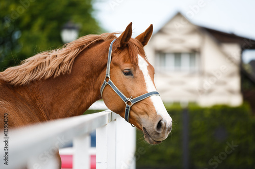 The horse in the arena