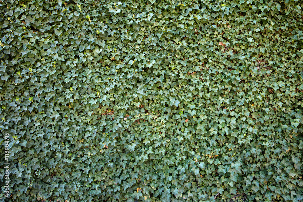 Efeu an Hauswand Efeu an Hauswand