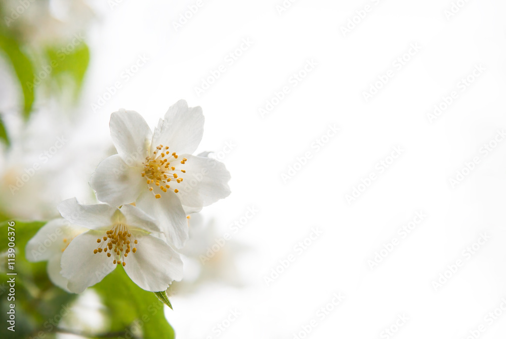 Two white blossoms and green leaves of mock-orange (Philadelphus) on a white background