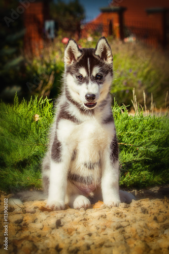 Portrait of a Siberian Husky puppy walking in the yard. One Little cute puppy of Siberian husky dog outdoors © voltgroup