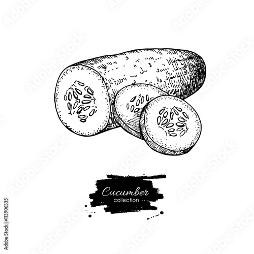Cucumber hand drawn vector. Isolated cucumber and sliced pieces.