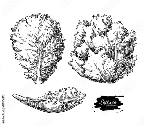Lettuce hand drawn vector set. Vegetable engraved style illustra